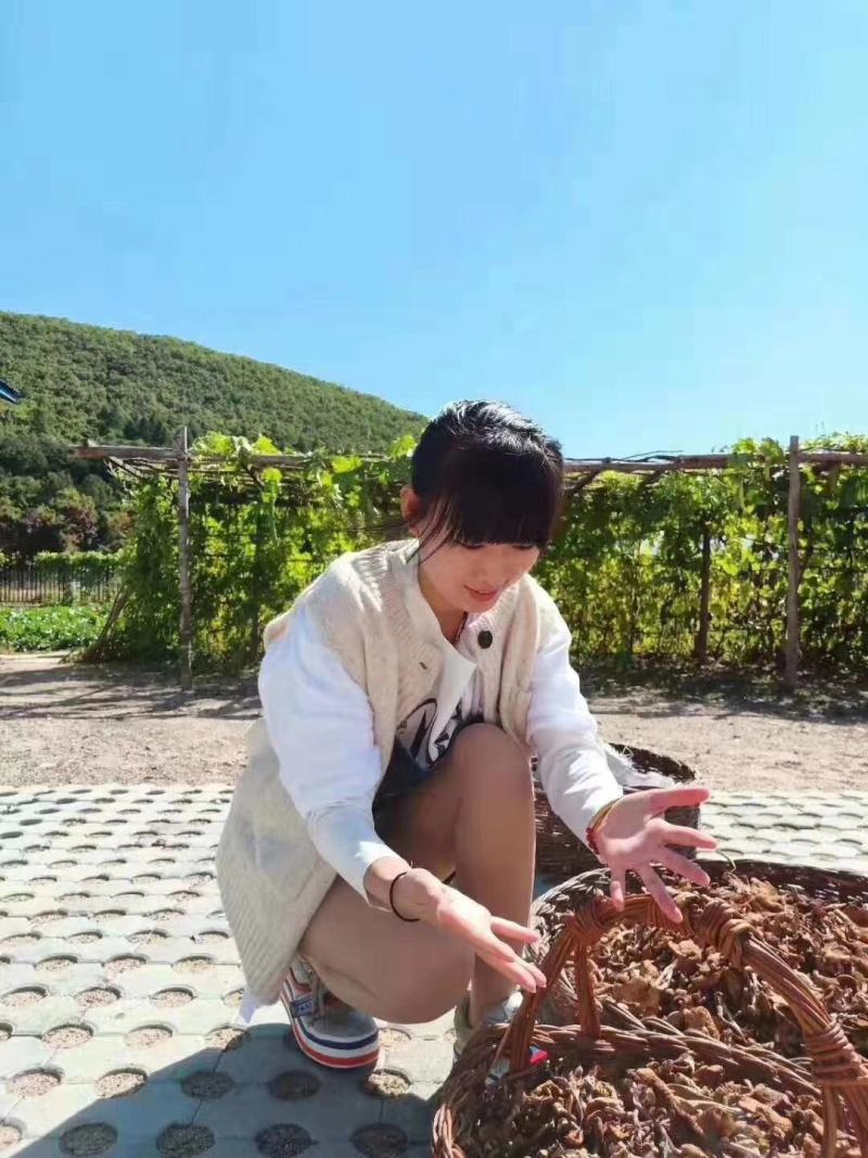 纯正野生正宗朝鲜榛蘑纯干货规格统一懂的来