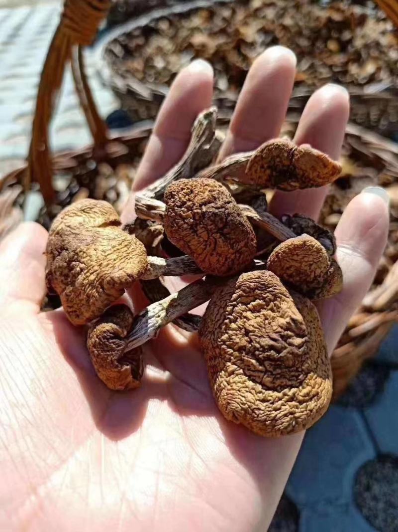 纯正野生正宗朝鲜榛蘑纯干货规格统一懂的来