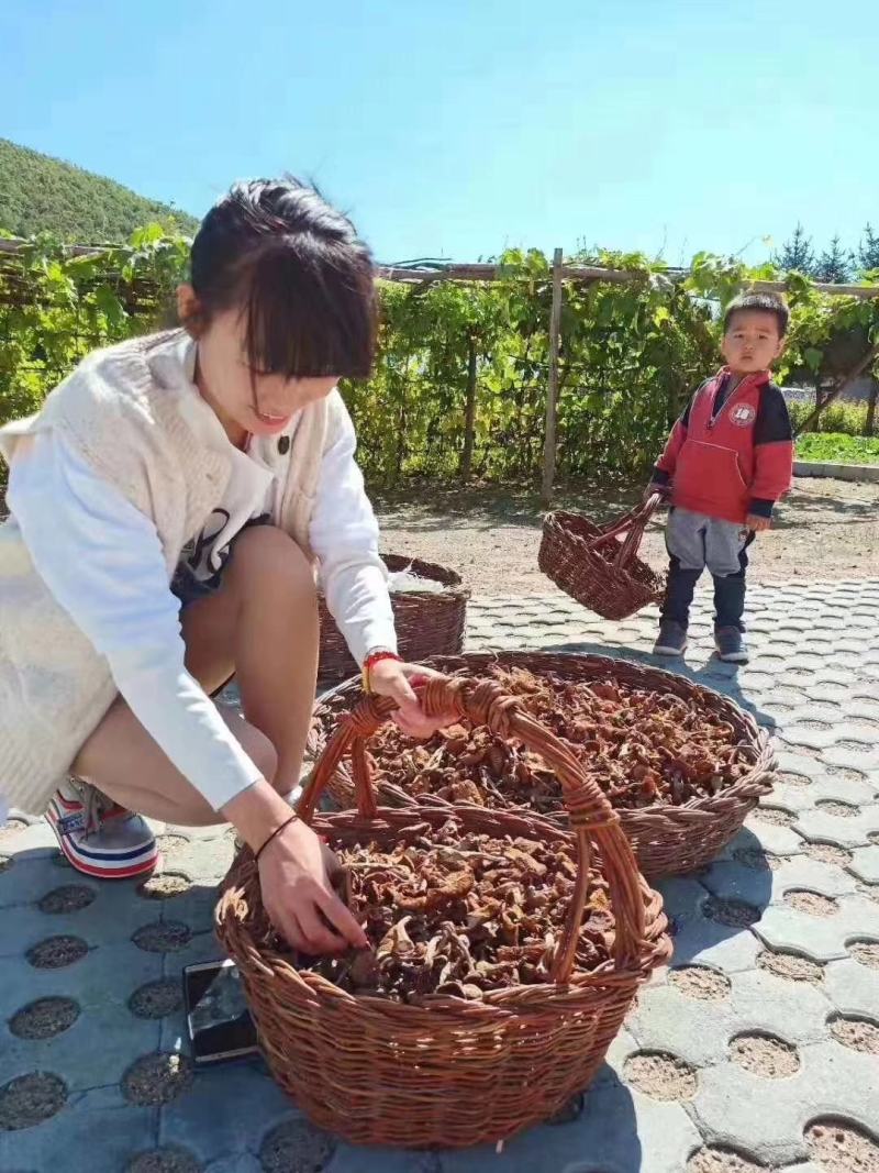 纯正野生正宗朝鲜榛蘑纯干货规格统一懂的来