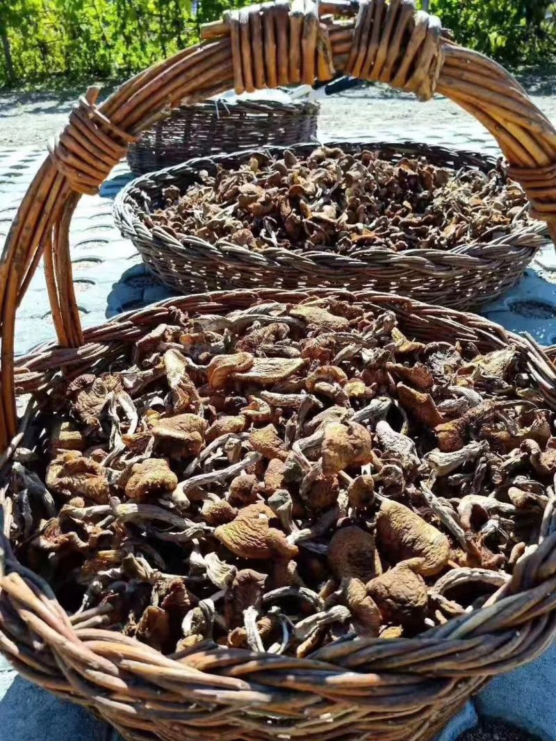 纯正野生正宗朝鲜榛蘑纯干货规格统一懂的来