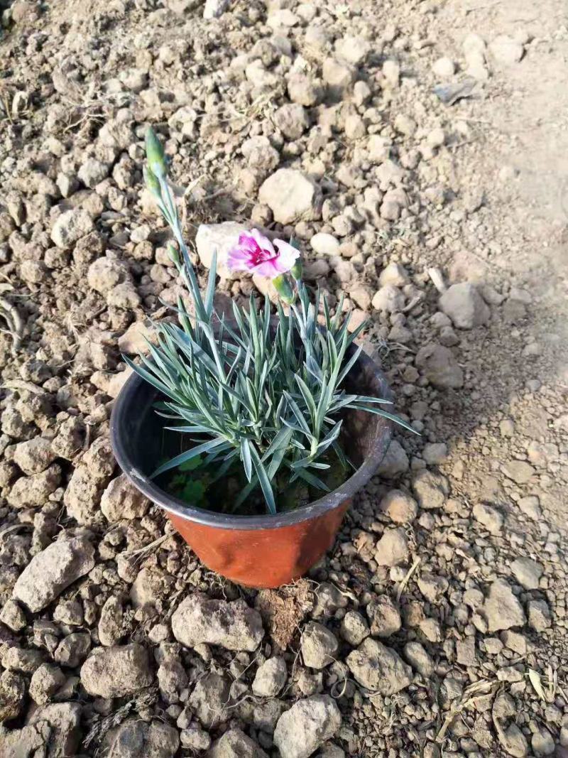 彩虹石竹营养钵彩虹石竹双色盆彩虹石竹
