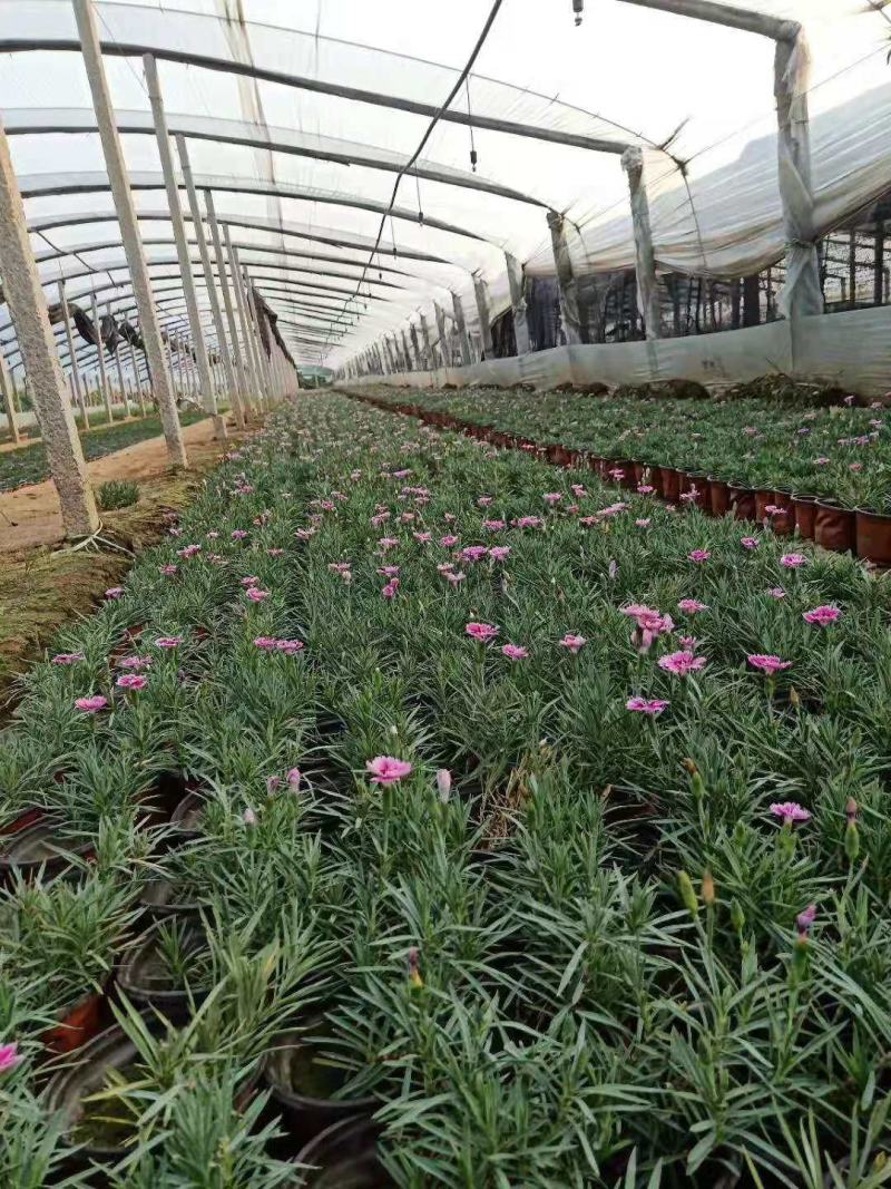 彩虹石竹营养钵彩虹石竹双色盆彩虹石竹