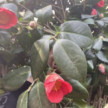 精品茶花耐冬茶花球基地直销代发全国欢迎来电选购