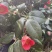 精品茶花耐冬茶花球基地直销代发全国欢迎来电选购