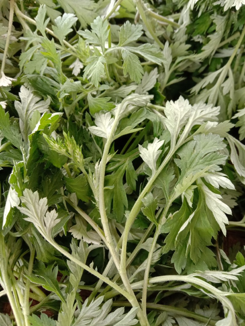 艾叶，艾草，春艾，五月艾，艾草精油，自然生长，味道清香