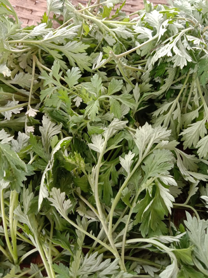 艾叶，艾草，春艾，五月艾，艾草精油，自然生长，味道清香