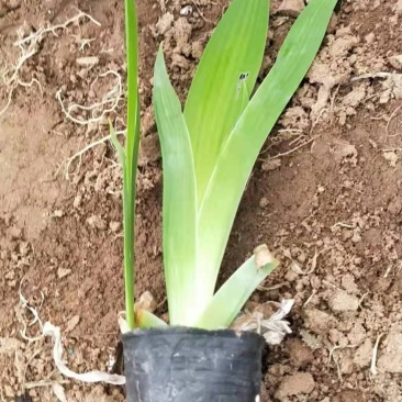 蓝花鸢尾老鸢尾种植基地