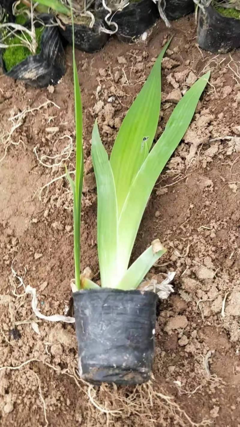 蓝花鸢尾老鸢尾种植基地