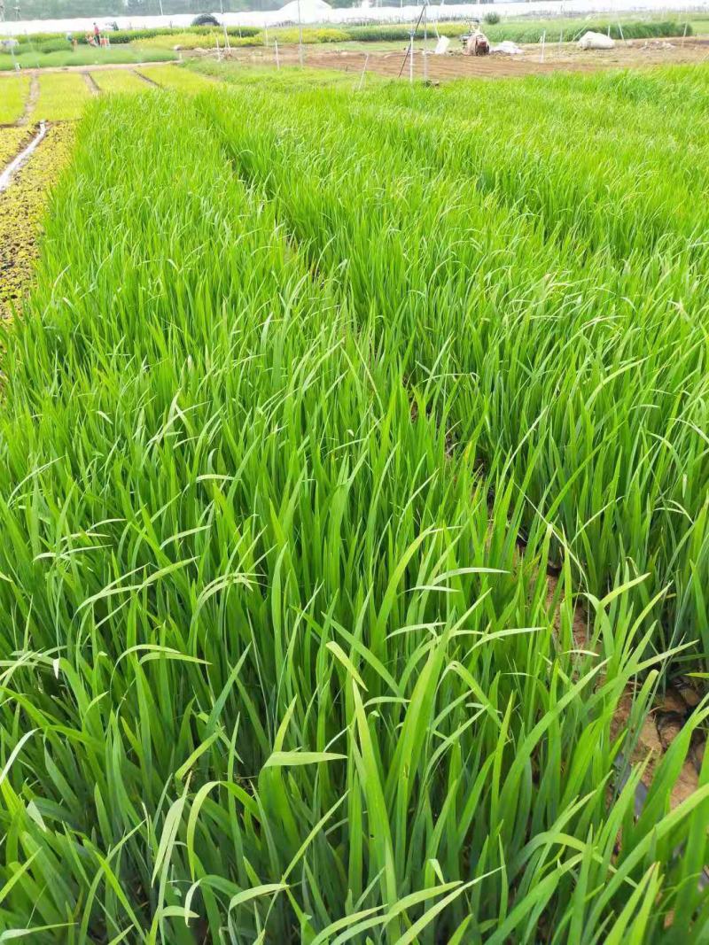 黄菖蒲水生鸢尾黄花鸢尾种植基地