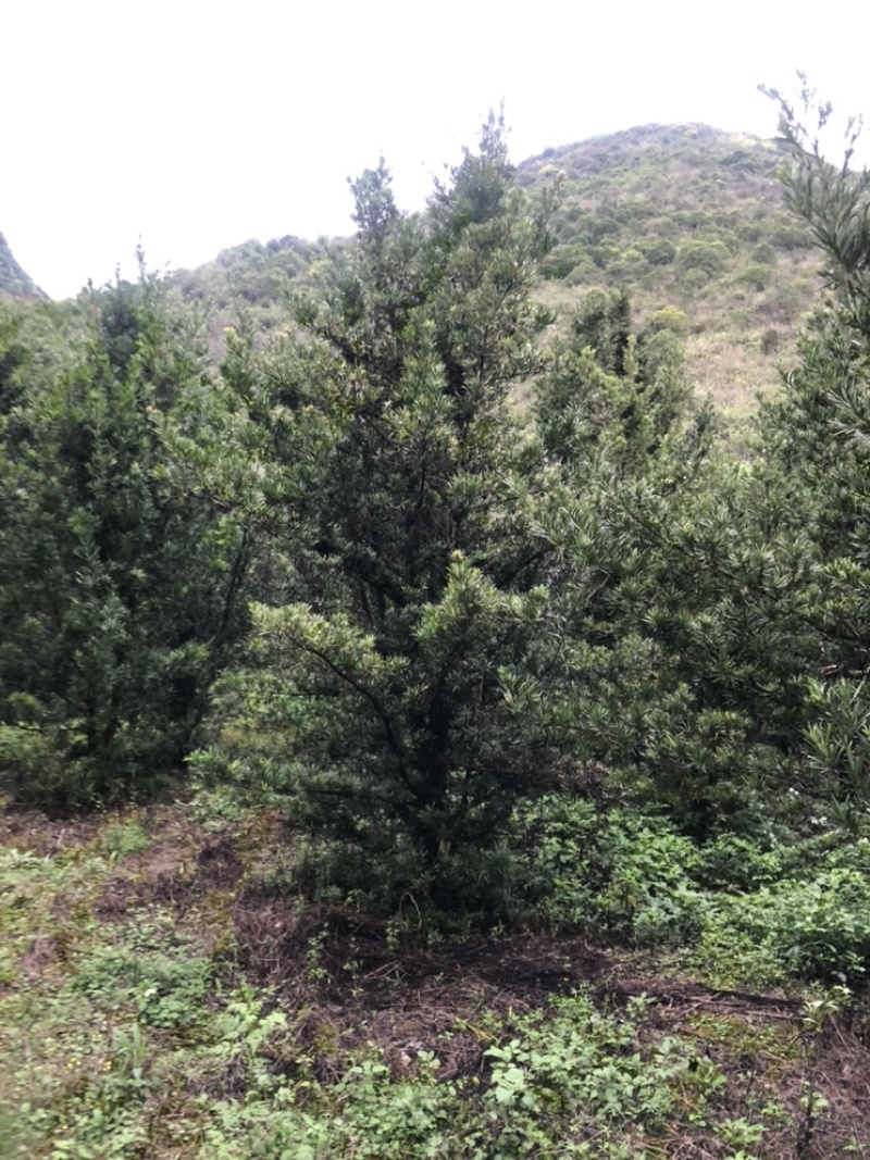 罗汉松10公分园林设计绿化苗木花卉