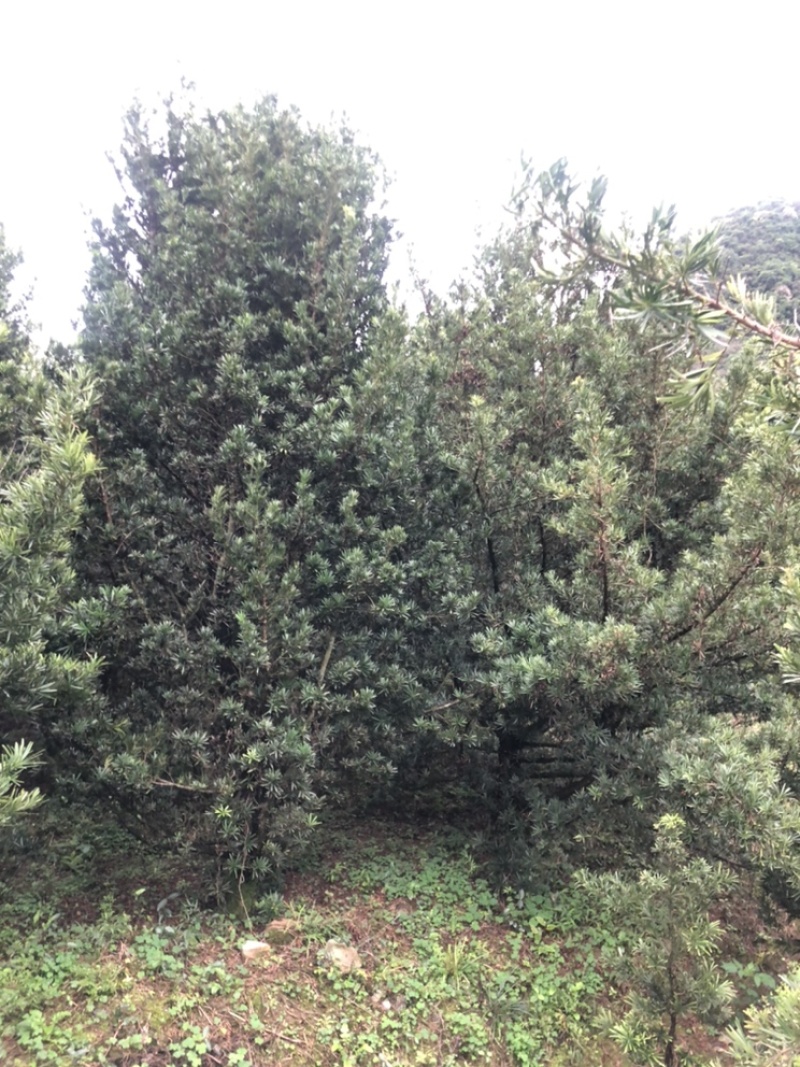 罗汉松10公分园林设计绿化苗木花卉