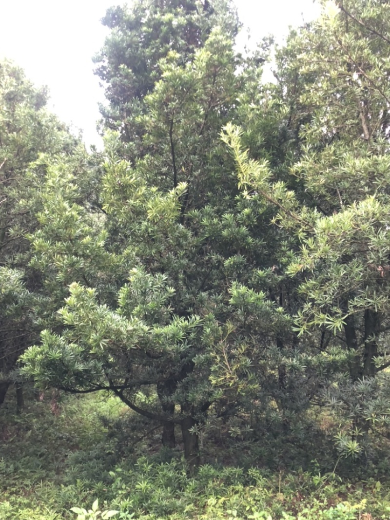 罗汉松10公分园林设计绿化苗木花卉