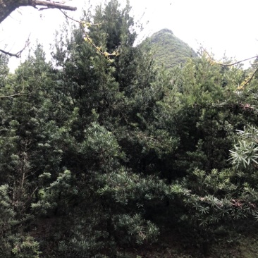 罗汉松10公分园林设计绿化苗木花卉