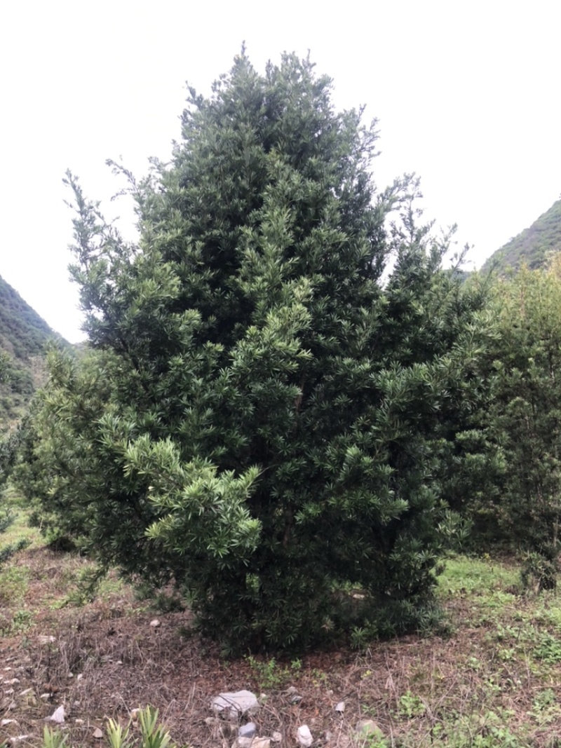 罗汉松10公分园林设计绿化苗木花卉