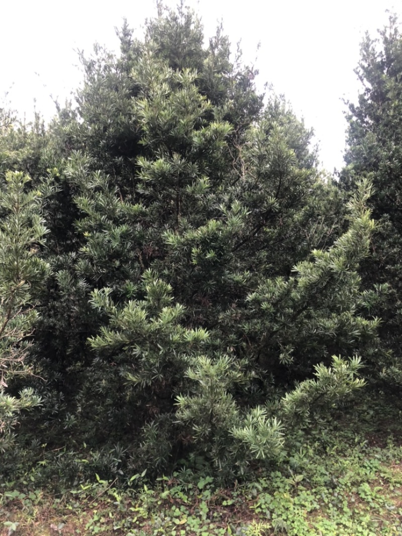 罗汉松10公分园林设计绿化苗木花卉