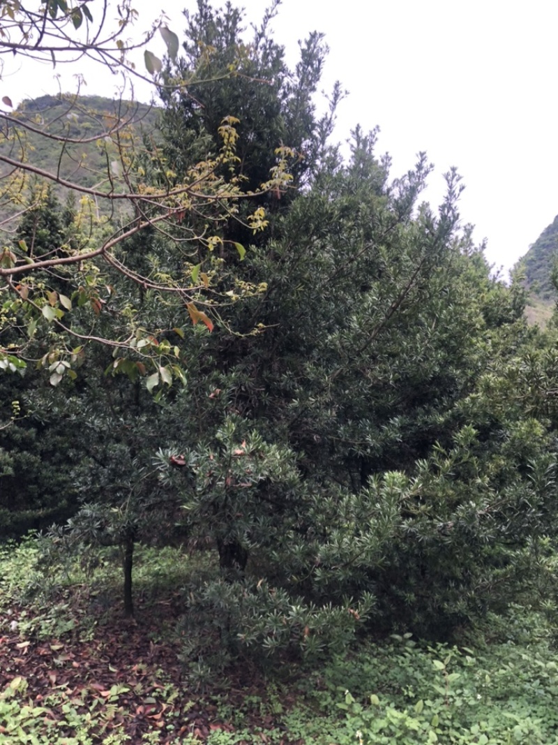 罗汉松10公分园林设计绿化苗木花卉