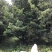罗汉松10公分园林设计绿化苗木花卉