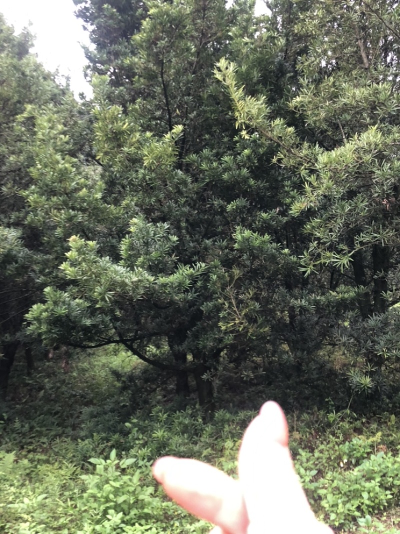 罗汉松10公分园林设计绿化苗木花卉