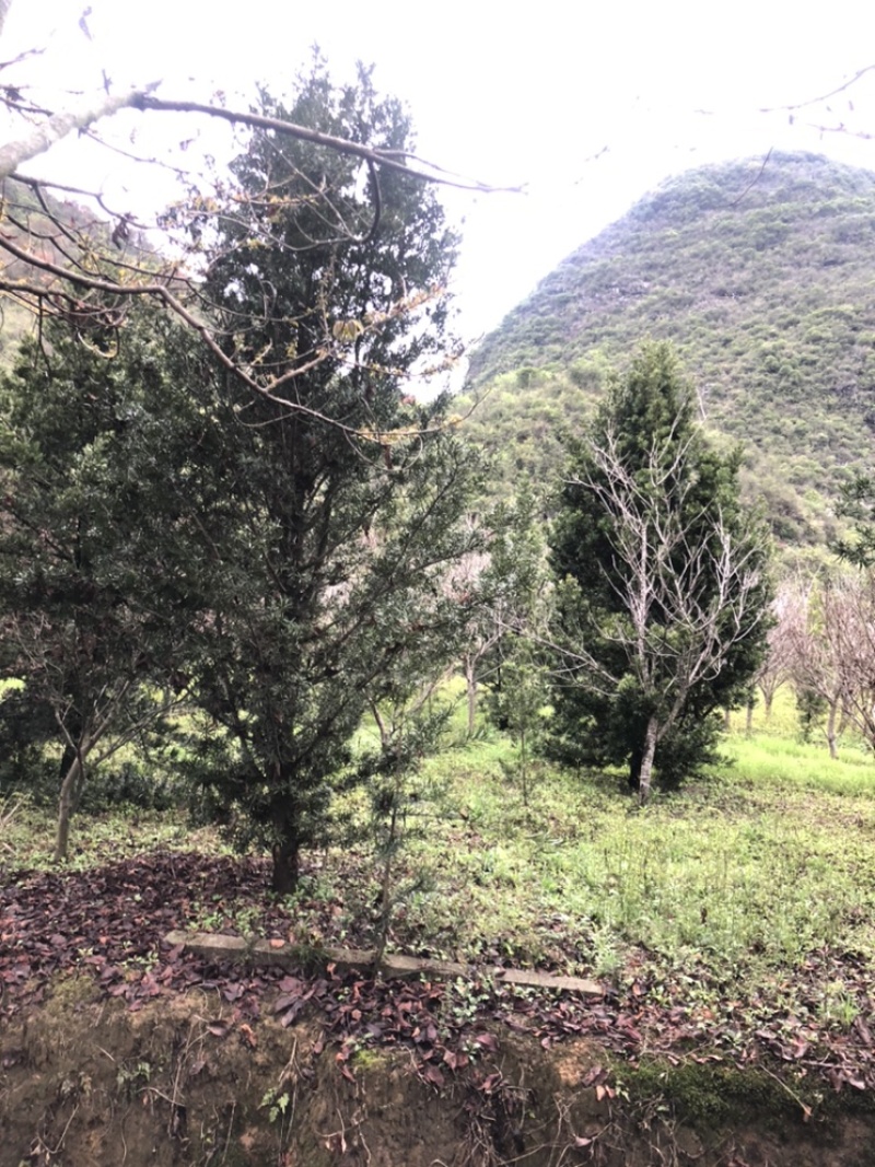 罗汉松10公分园林设计绿化苗木花卉