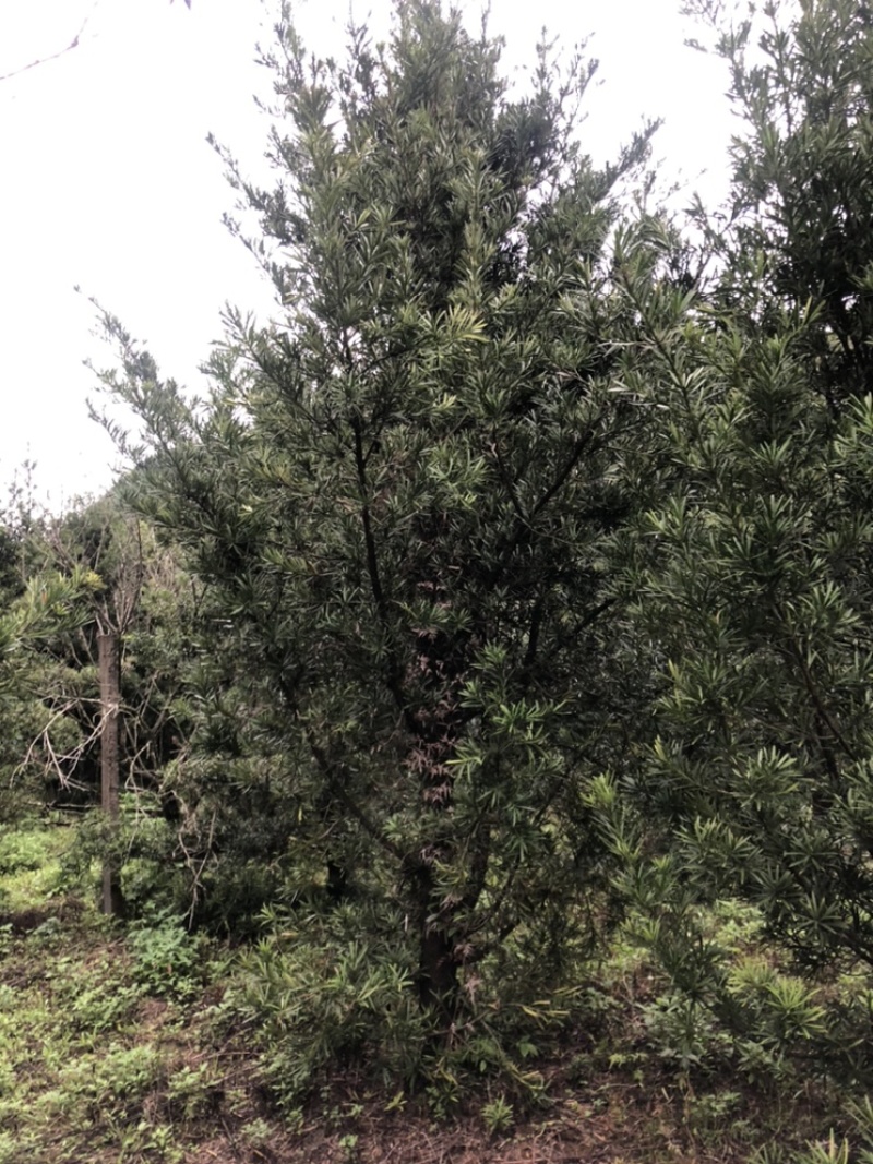 罗汉松10公分园林设计绿化苗木花卉