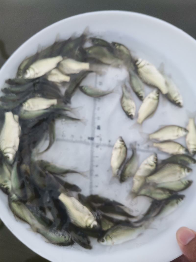 鲫鱼苗，中科3号鲫鱼苗，支持自提，邮寄，全国空运