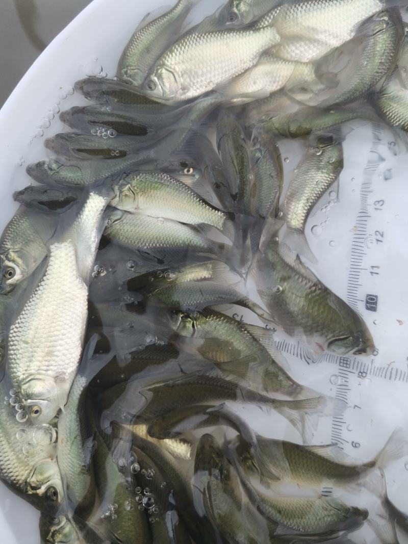 鲫鱼苗，中科3号鲫鱼苗，支持自提，邮寄，全国空运