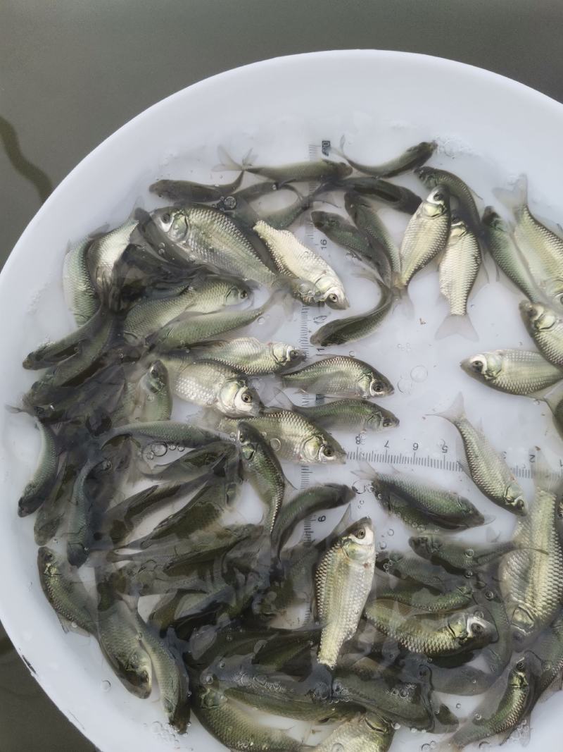 鲫鱼苗，中科3号鲫鱼苗，支持自提，邮寄，全国空运