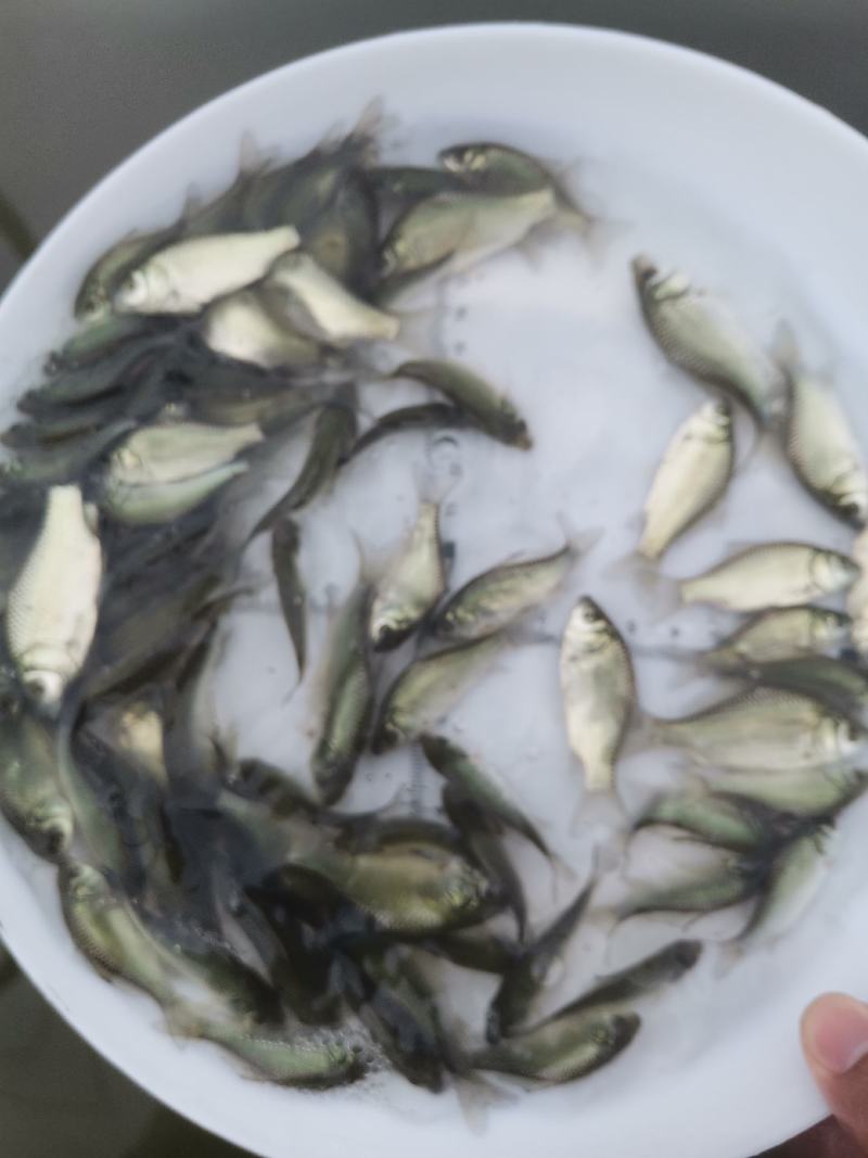 鲫鱼苗，中科3号鲫鱼苗，支持自提，邮寄，全国空运