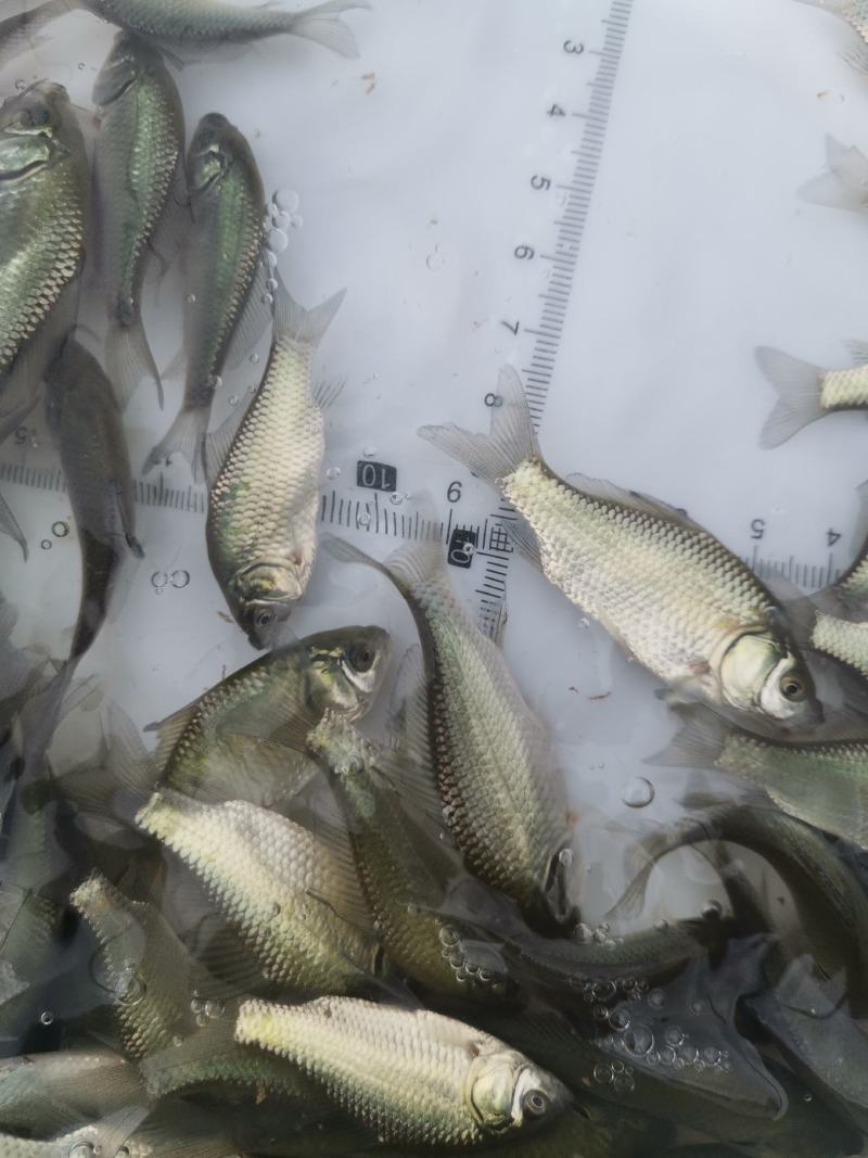鲫鱼苗，中科3号鲫鱼苗，支持自提，邮寄，全国空运