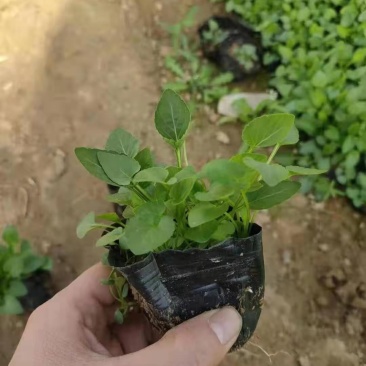 紫花地丁营养钵紫花地丁种植基地