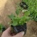 紫花地丁营养钵紫花地丁种植基地
