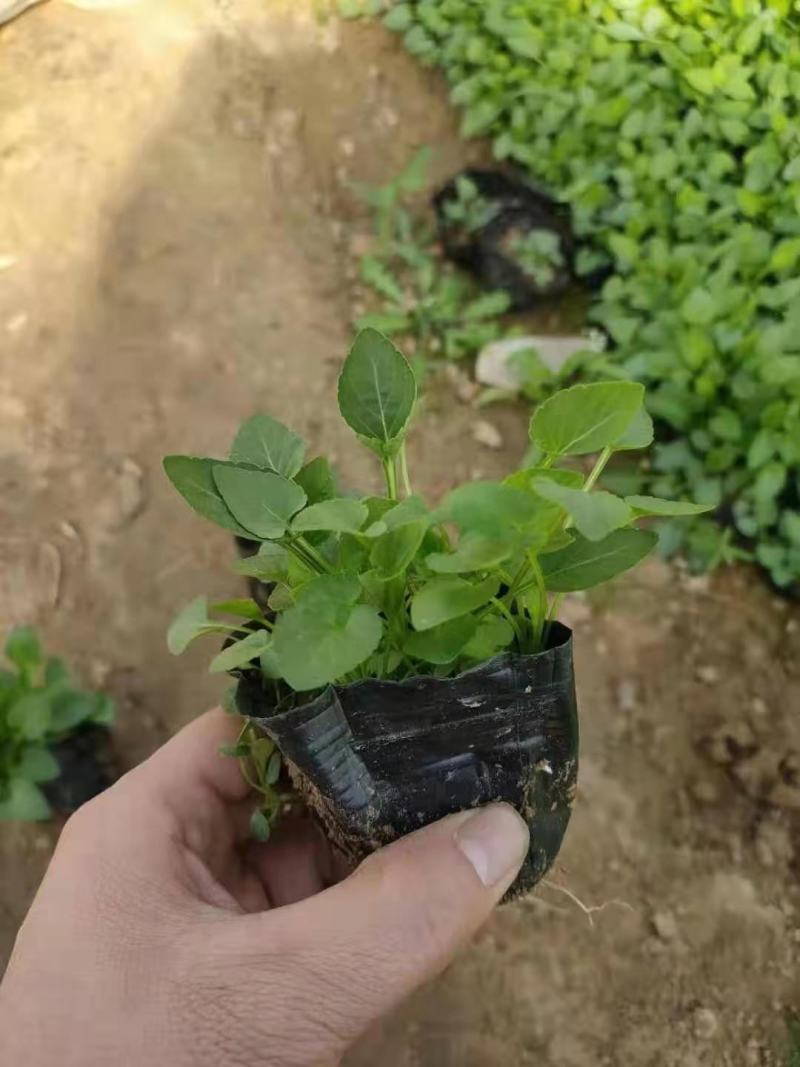 紫花地丁营养钵紫花地丁种植基地