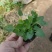 紫花地丁营养钵紫花地丁种植基地