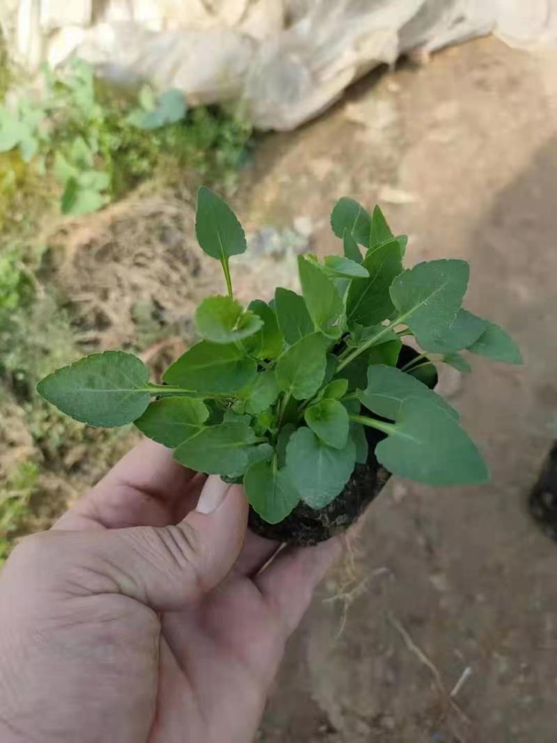紫花地丁营养钵紫花地丁种植基地