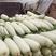 山东博洋甜瓜，博洋61，羊角蜜，香瓜可供商超电商市场出口
