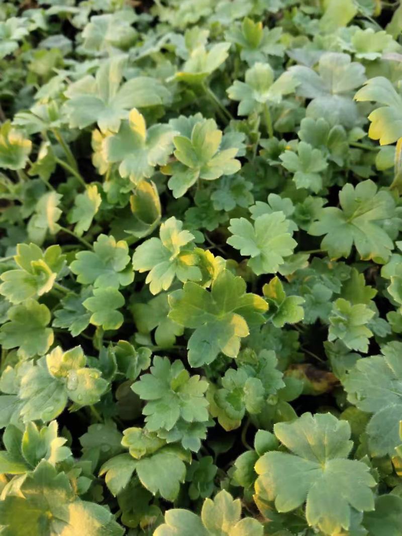 耧斗菜营养钵耧斗菜基地