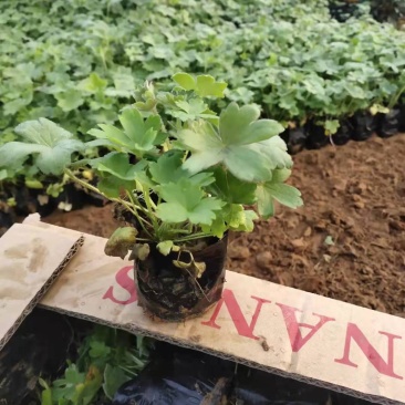 耧斗菜营养钵耧斗菜基地