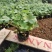 耧斗菜营养钵耧斗菜基地