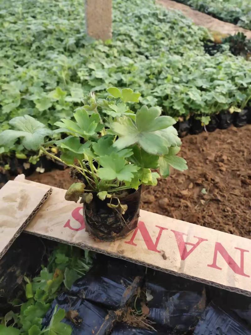 耧斗菜营养钵耧斗菜基地