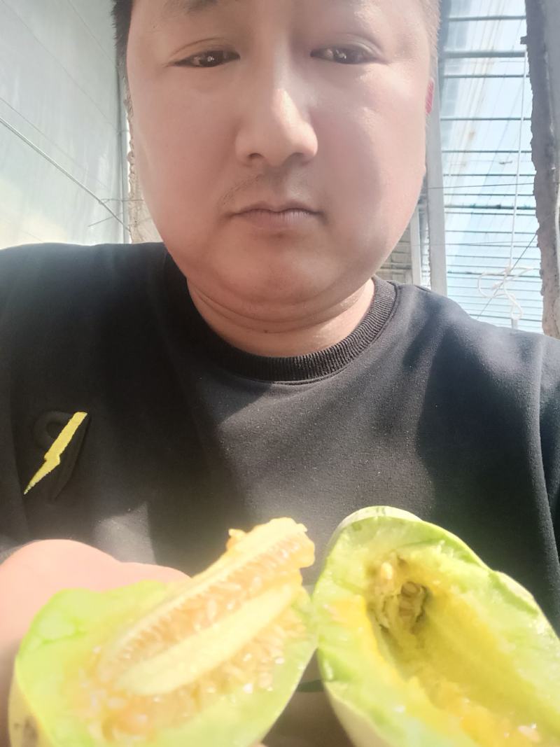 山东博洋甜瓜，博洋61，羊角蜜，香瓜可供商超电商市场出口