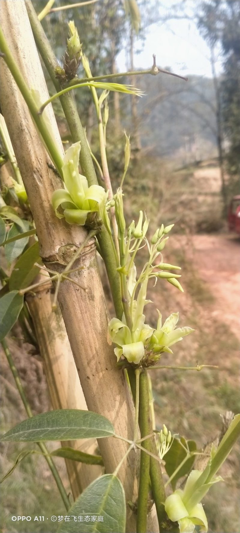 九月瓜九月黄种苗，新型果树奇特水果，欢迎你！