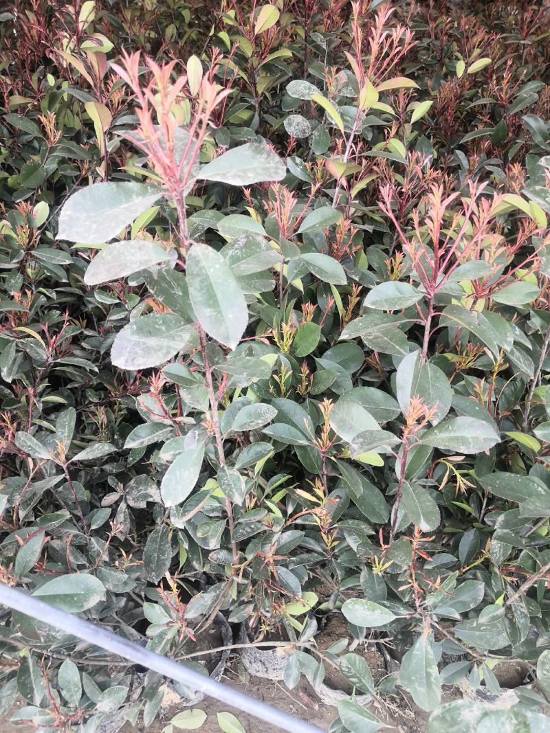 红叶石楠杯苗红叶石楠庭院别墅园林绿化工程篱笆苗