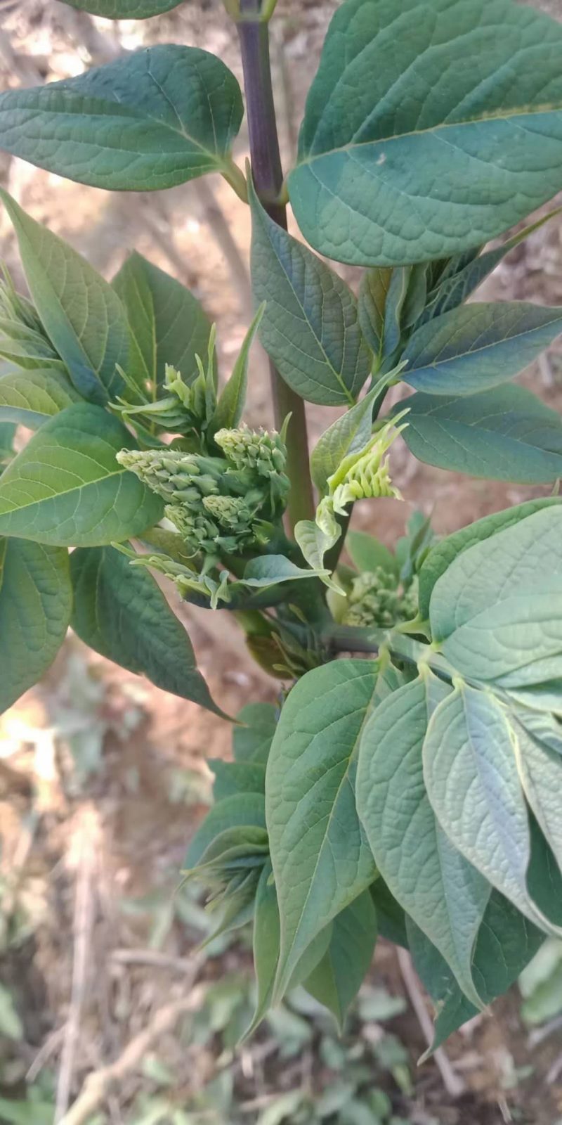 猫屎瓜苗，蓝蕉果苗，新型果树奇特水果猫屎瓜苗，蓝蕉果苗。
