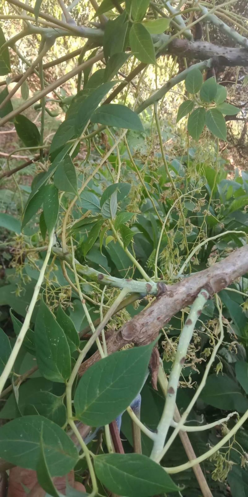猫屎瓜苗，蓝蕉果苗，新型果树奇特水果猫屎瓜苗，蓝蕉果苗。