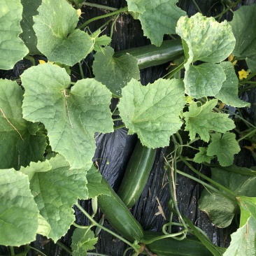 潍坊特产脆瓜，基地直供，一手货源，货源充足。！！！