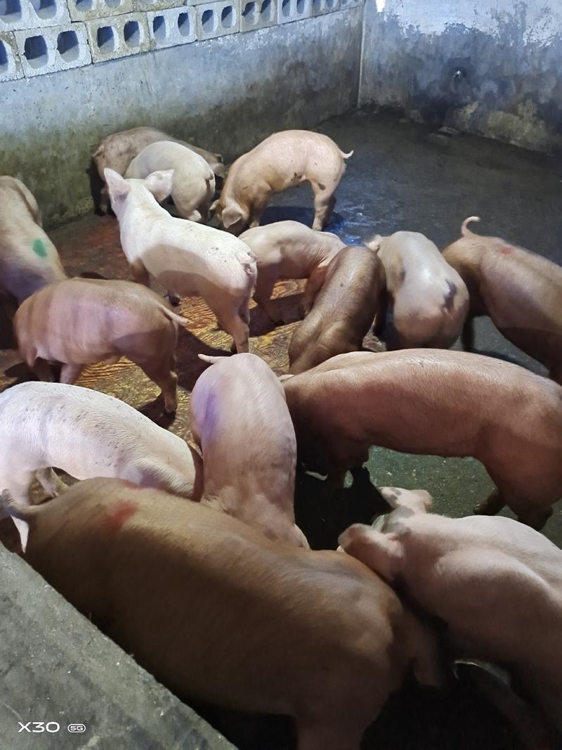 杜洛克仔猪厂家直销规格齐全防疫齐全、欢迎选购。