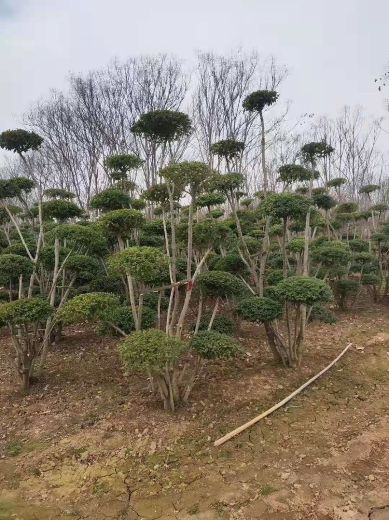 精品小叶女贞造型树型美观庭院栽植