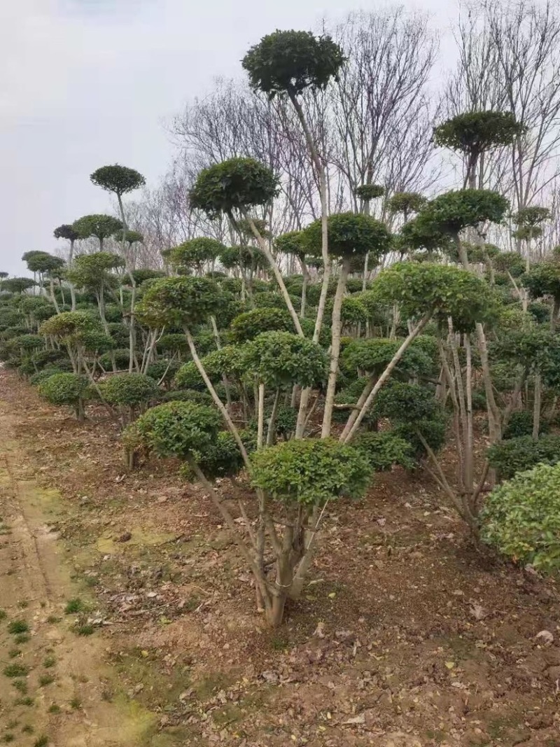 精品小叶女贞造型树型美观庭院栽植