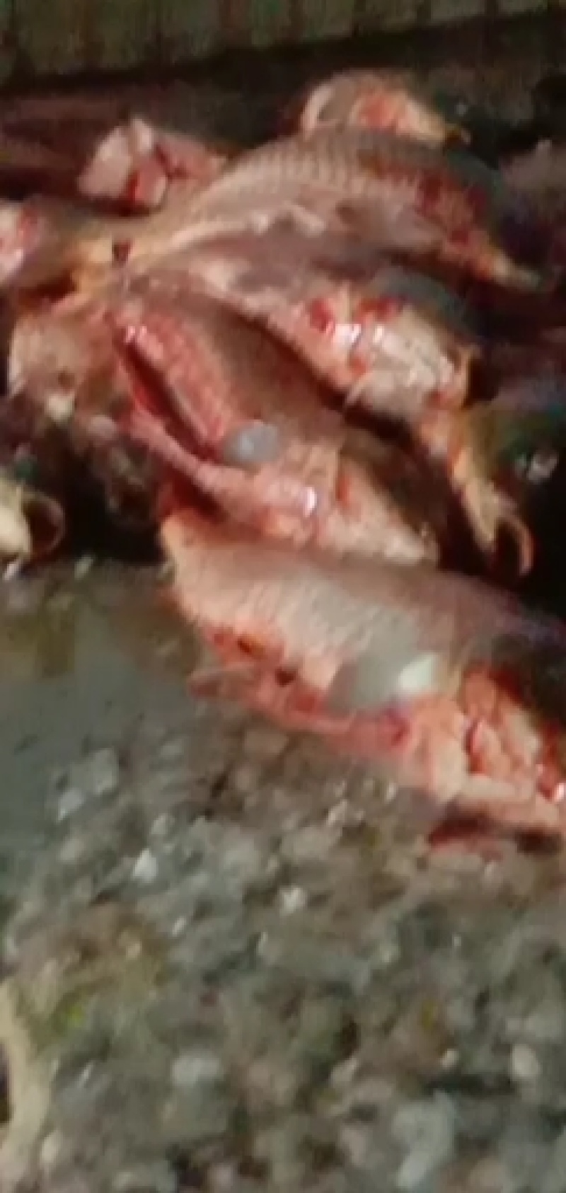 现杀活鱼鲤鱼不带内脏