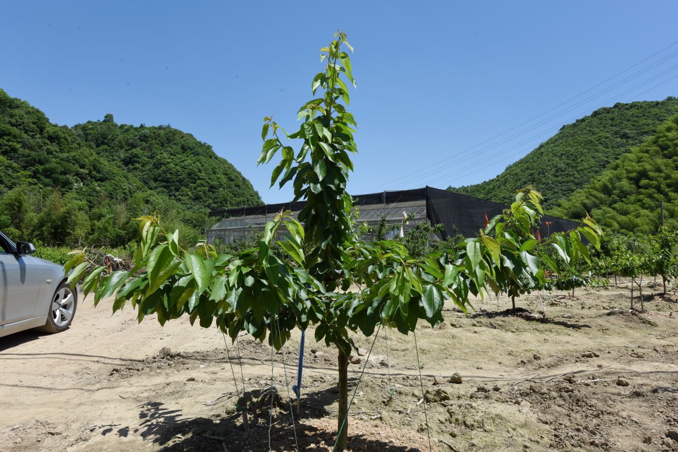 樱桃树幼苗在庭院中成长场景